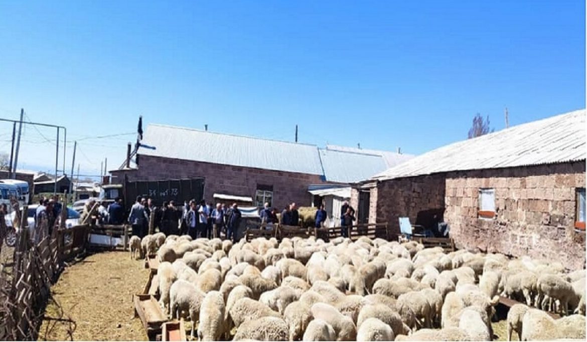 Շիրակի մարզի 18 շահառուի տրամադրվել է շուրջ 200 տոհմային Բլանշ ցեղատեսակի ոչխար