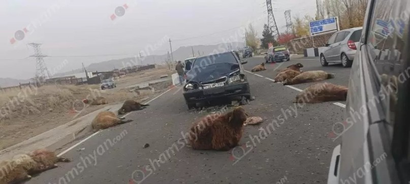 Մայիսյան գյուղում «Mercedes»-ը բախվել է ոչխարի հոտին․ 8 ոչխար սատկել է